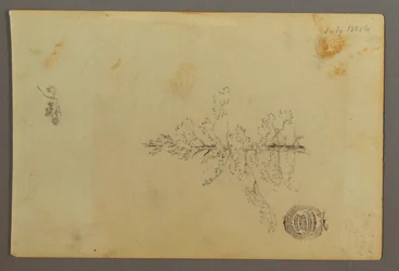 Dessin, arbre à feuilles persistantes, 1844