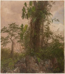 Dessin, Figuier et philodendron sauvage, 1865
