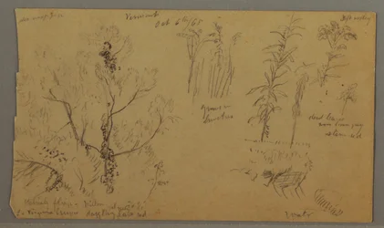 Dessin, études sur la flore, 6 octobre 1865