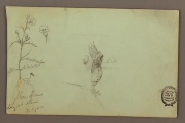 Dessin, plante à fleurs et rocher entre les chutes américaine et canadienne à Niagara, peut-être 1858