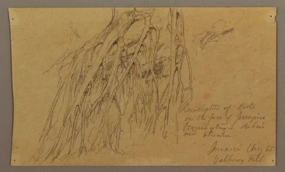 Dessin, racines suspendues, colline de Galleway, août 1865