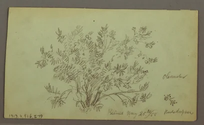 Dessin, tête d