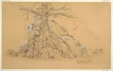 Dessin, arbre de Königssee, 16 juillet 1868