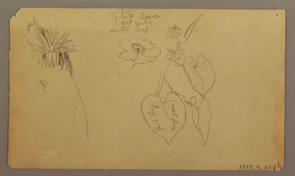 Dessin, paysage ; verso : croquis botaniques, 1865