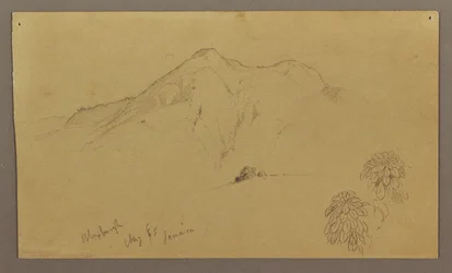 Dessin, paysage, plantes, Bloxburgh, août 1865