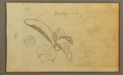Dessin, feuilles, 1857