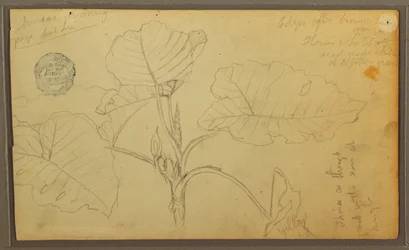 Dessin, feuilles, 1857