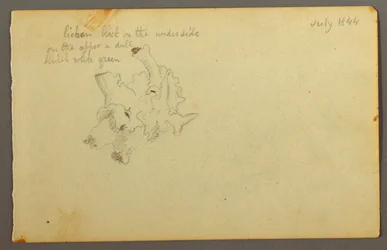 Dessin, lichen, 1844