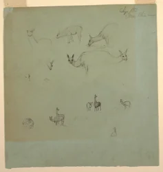 Dessin, lamas près de Chimborazo, Équateur, septembre 1853