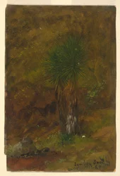 Dessin, palmiers, juillet 1865