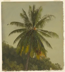 Dessin, palmiers, Antilles, juin 1865, 1865