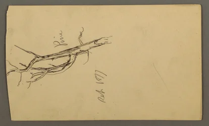 Dessin, pin, septembre 1877