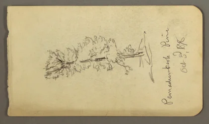Dessin, pin, 1878