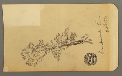 Dessin, Pine Tree, 3 octobre 1878