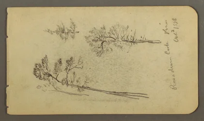 Dessin, études sur le pin, 1878