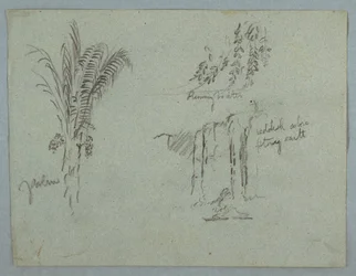 Dessin, Études de plantes du Rio Magdalena, Colombie, 1853, probablement mai
