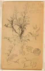 Dessin, étude de plantes et d