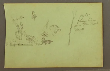Dessin, études de plantes, peut-être 1856