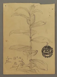 Dessin, étude de plantes, 26 juin 1856