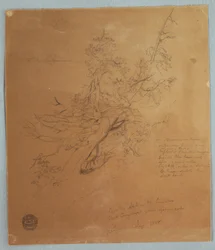 Dessin, Arbre rugueux à la Banque canadienne en bas des chutes du Niagara, septembre 1856