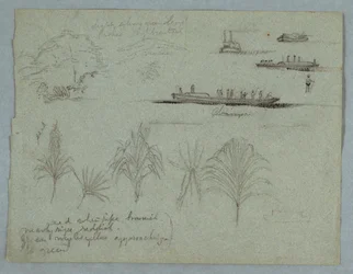 Dessin, Croquis du Rio Magdalena, Colombie :  Plantes, bateau à vapeur et champan, 1853, probablement mai
