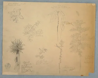 Dessin, baïonnette espagnole avec un arbre et cinq autres études de plantes, Jamaïque, mai 1865