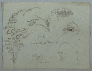 Dessin, Études du Rio Magdalena, Colombie :  Cimes d