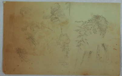 Dessin, Études de cimes d