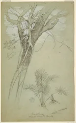 Dessin, étude d
