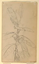 Dessin, étude d