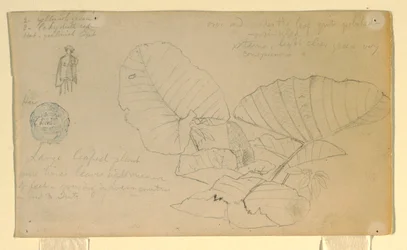 Dessin, Étude d