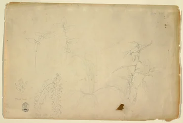 Dessin, Épines et chardons, juillet 1844
