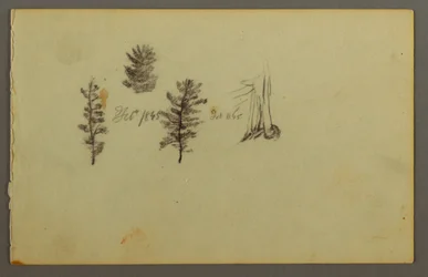 Dessin, Trois arbres à feuilles persistantes, 1845