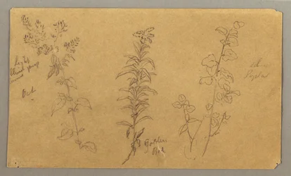 Dessin, Trois études de plantes, octobre 1865