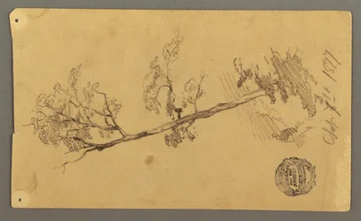 Dessin, arbre, 1877