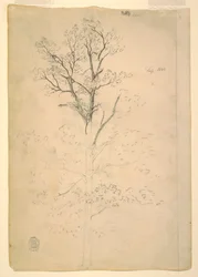 Dessin, arbre, septembre 1844