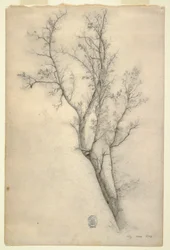 Dessin, Arbre aux nombreuses branches, juillet 1844