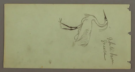 Dessin, Héron blanc, peut-être 1869