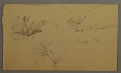 Dessin, Lis blanc, lune, peut-être 1865-66
