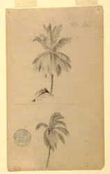 Dessins. Deux croquis. Palmiers.