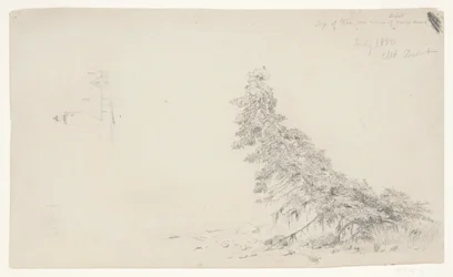 Arbre à feuilles persistantes près du rivage avec un détail du phare et d