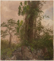 Figuier et philodendron sauvage