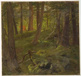 Forêt en Jamaïque