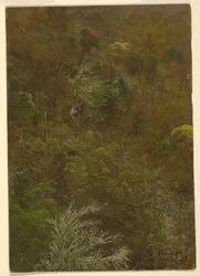 Colline avec arbres, Jamaïque