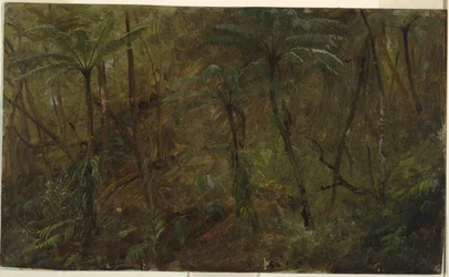 Dans les bois, Jamaïque