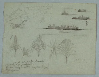 Croquis du Rio Magdalena, Colombie : Plantes, vapeur et un champan