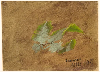 Étude de fougère, Jamaïque