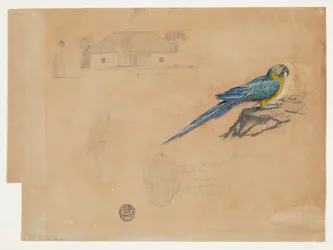 Étude de Guacamaya, Bogotá, Colombie