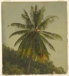Étude de palmier, Jamaïque