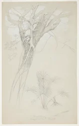 Étude de tronc d